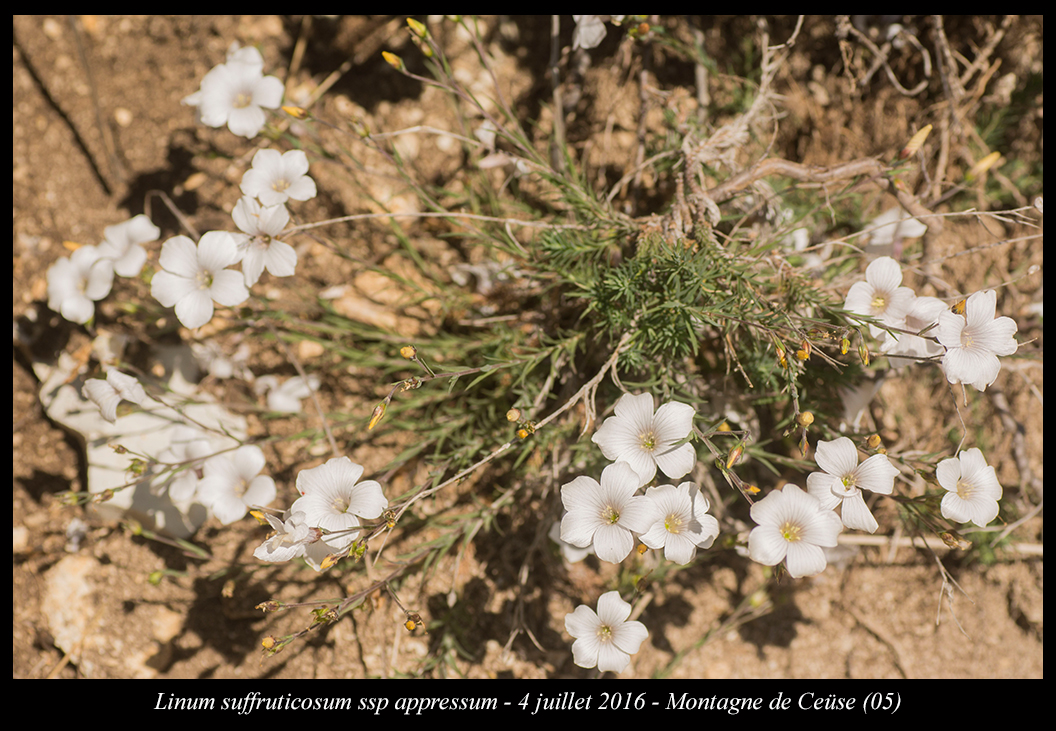 Linum Suffruticosum Ssp Appressum linum-suffruticosum-ssp-appressum